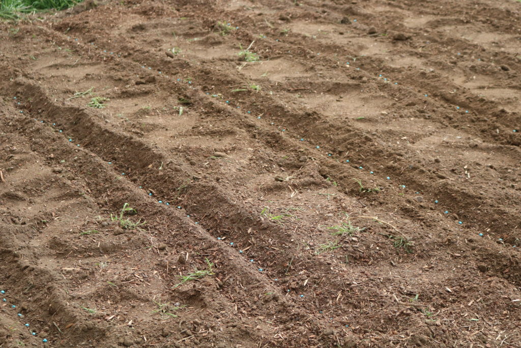 prepping the garden