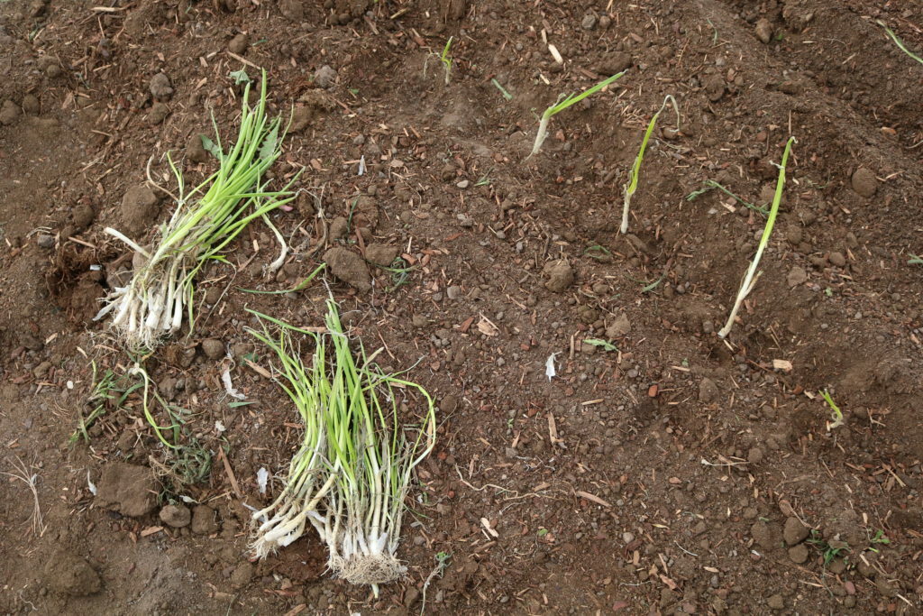 prepping the garden