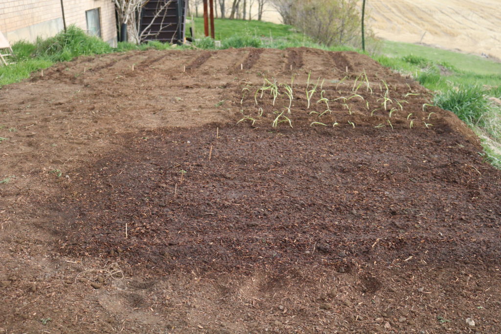 prepping the garden