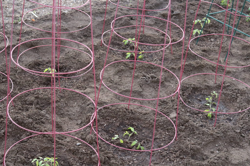 planting the garden