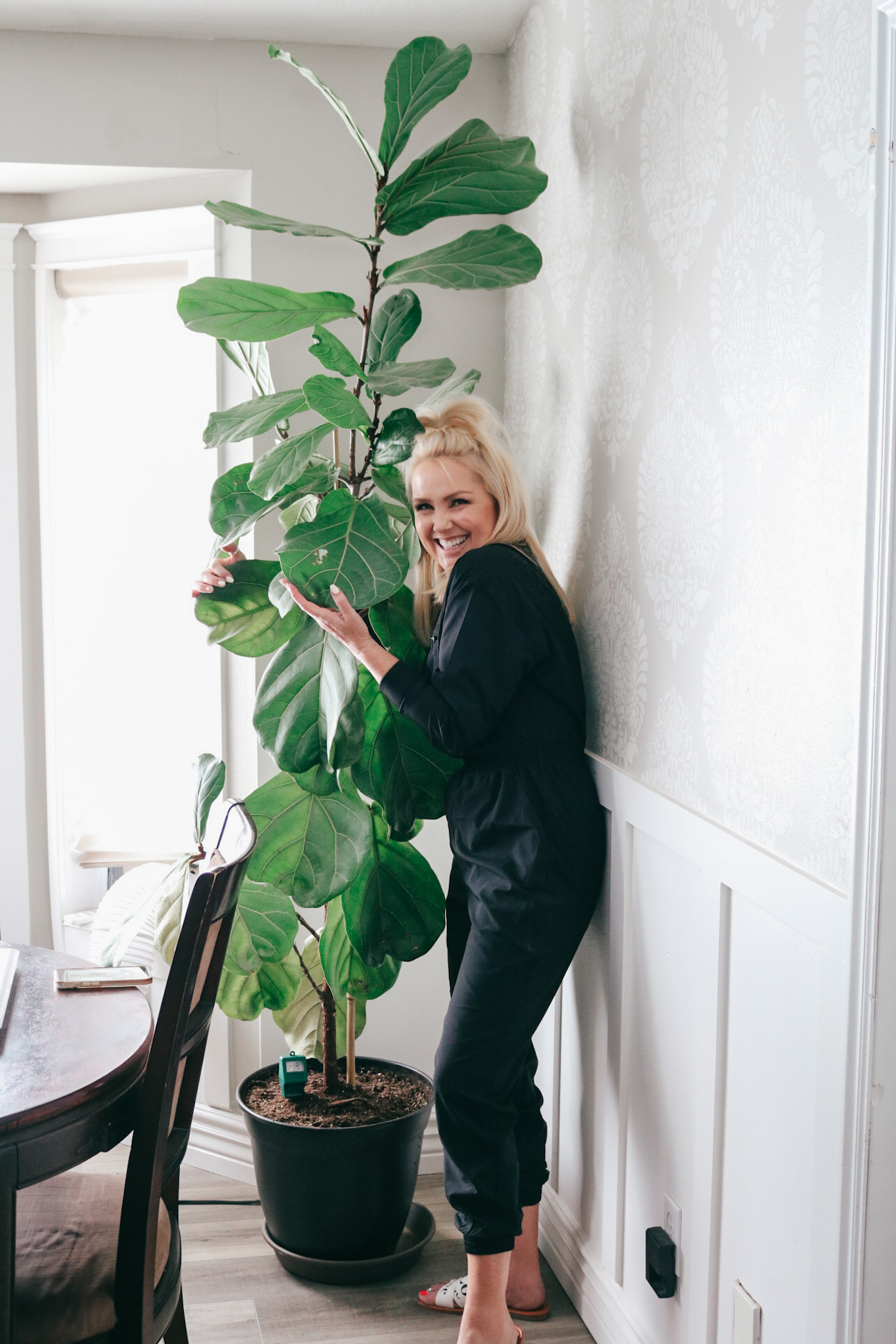 fiddle leaf fig care