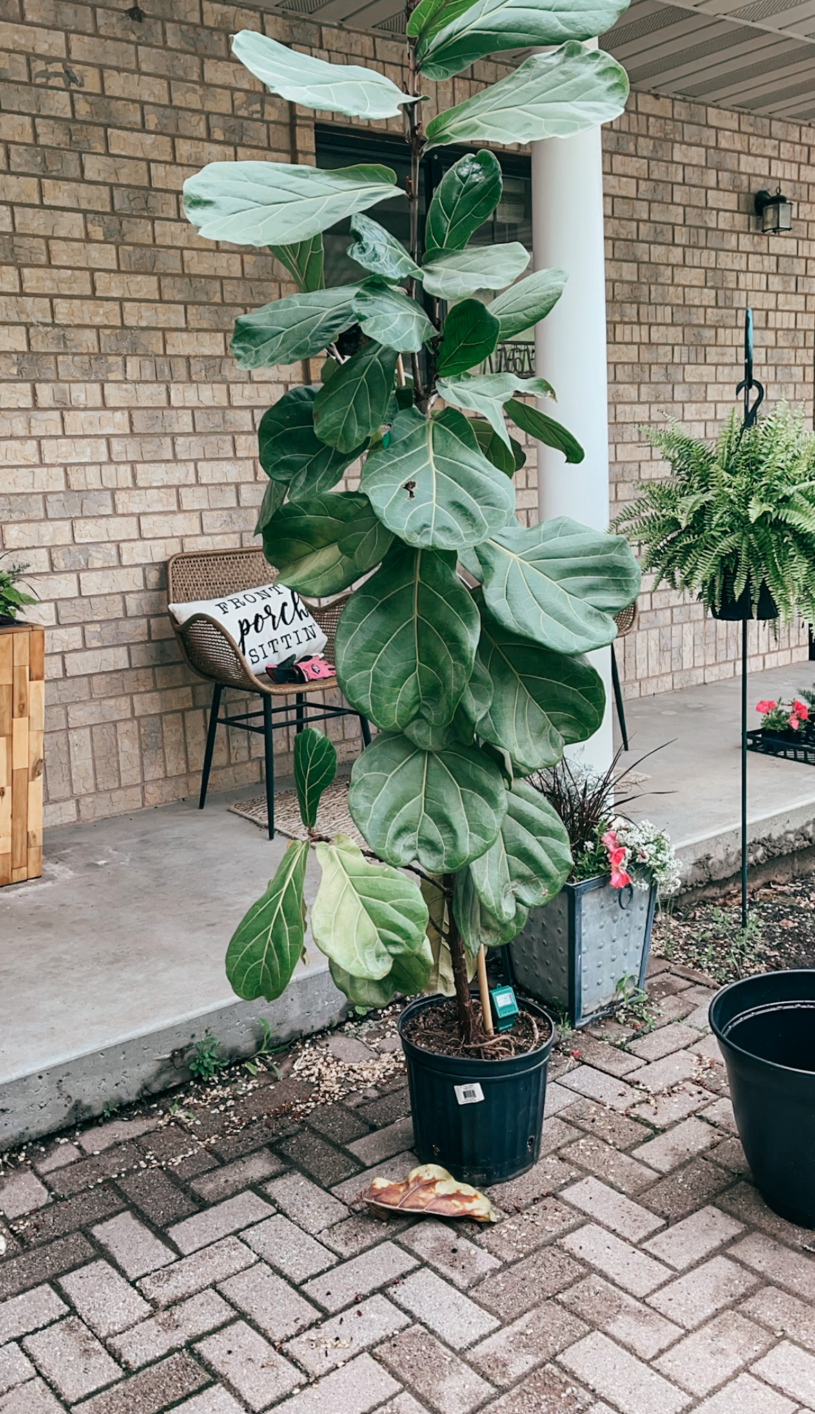 fiddle leaf fig care