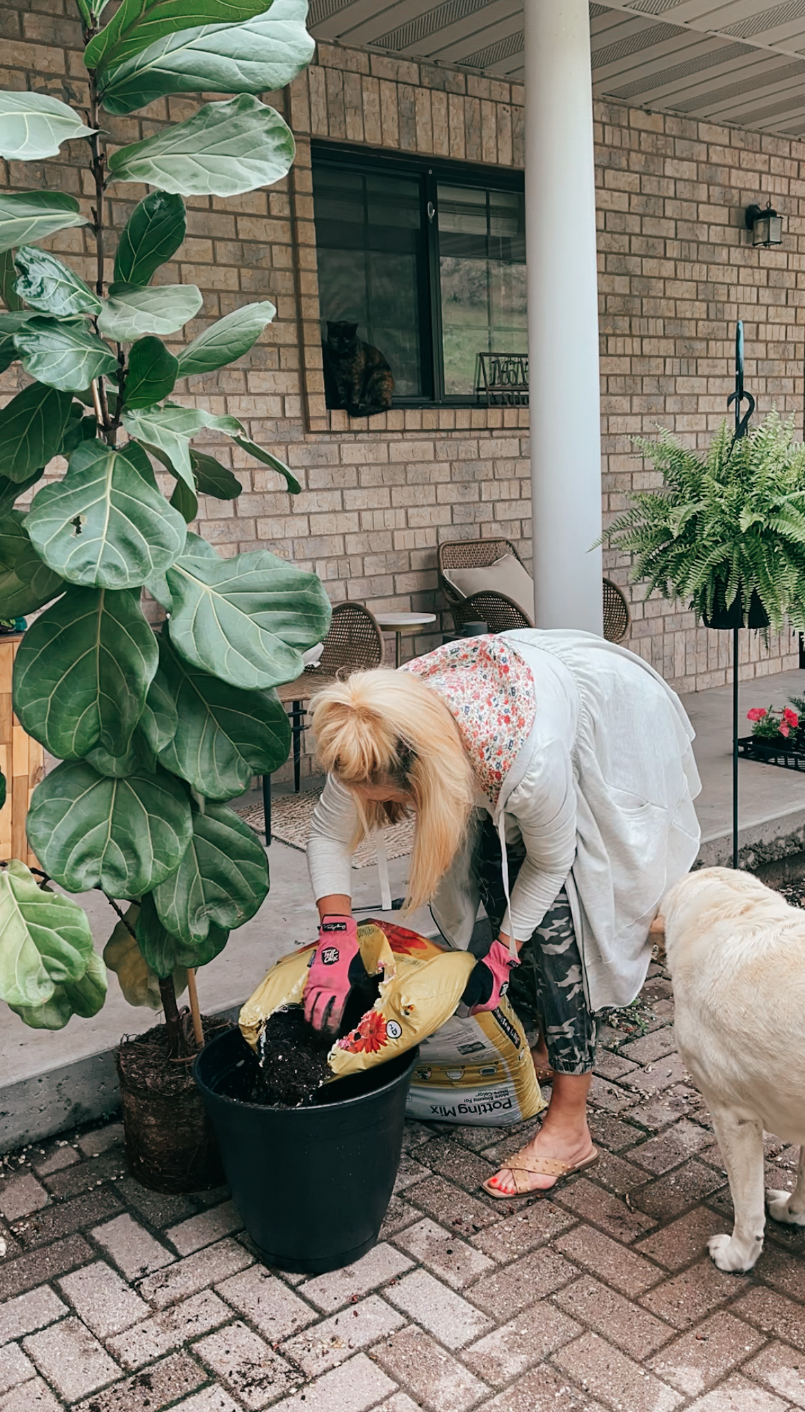 fiddle leaf fig care