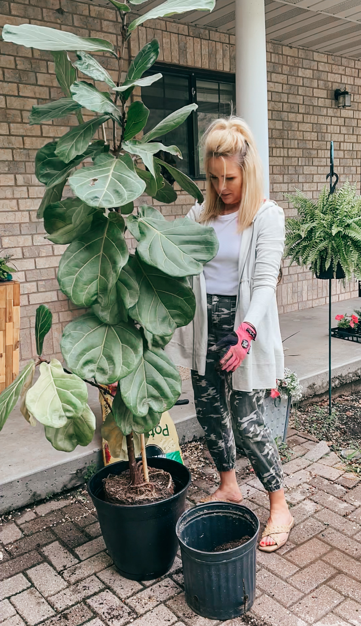 fiddle leaf fig care