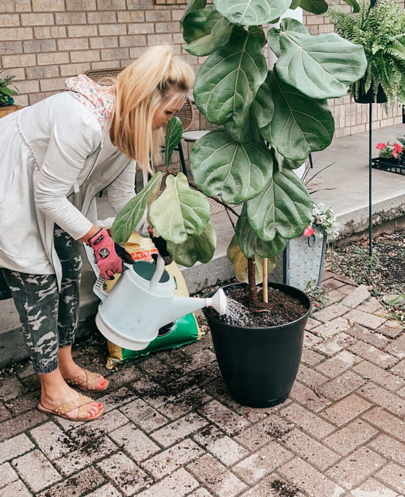 fiddle leaf fig care