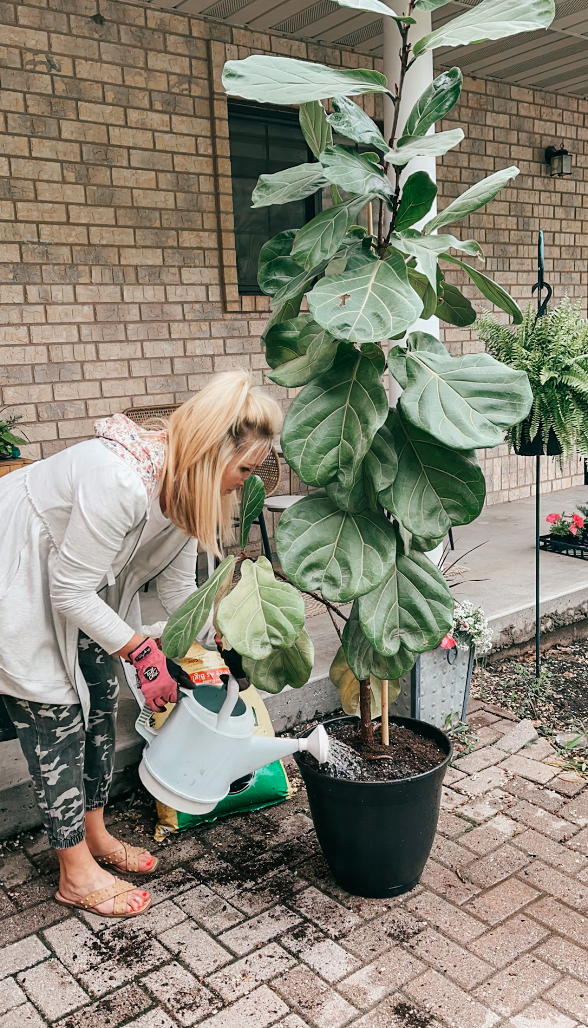 fiddle leaf fig care