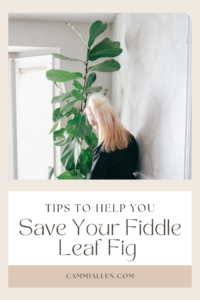 fiddle leaf fig care