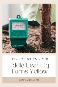 fiddle leaf fig care